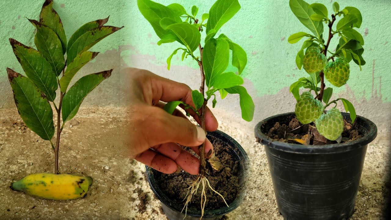How to propagate sugar apple trees by banana twigs