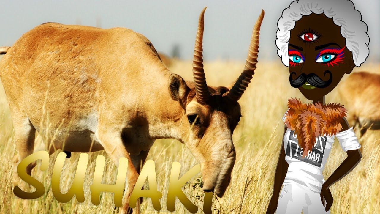 Mysp #1 - CZYM SĄ SUHAKI???