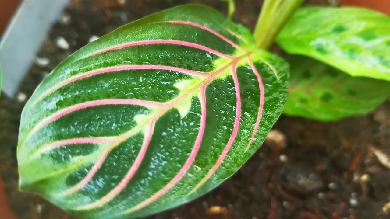 Maranta leuconeura 'Fascinator' is being grown up with Lemon Lime