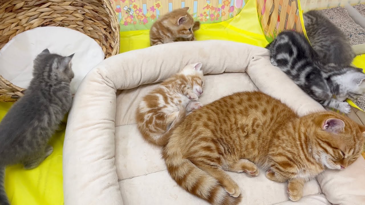 うとうとする子猫のぽちゃくんの周りでわちゃわちゃする赤ちゃん猫たち💓