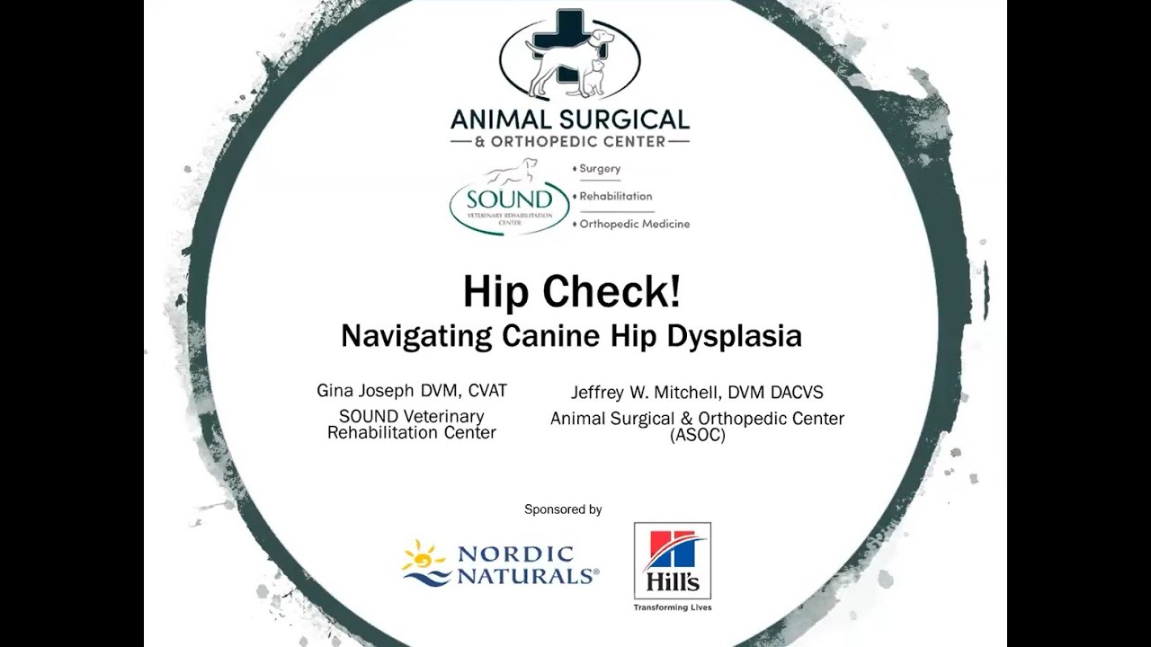 Hip Check: Navigating Canine Hip Dysplasia
