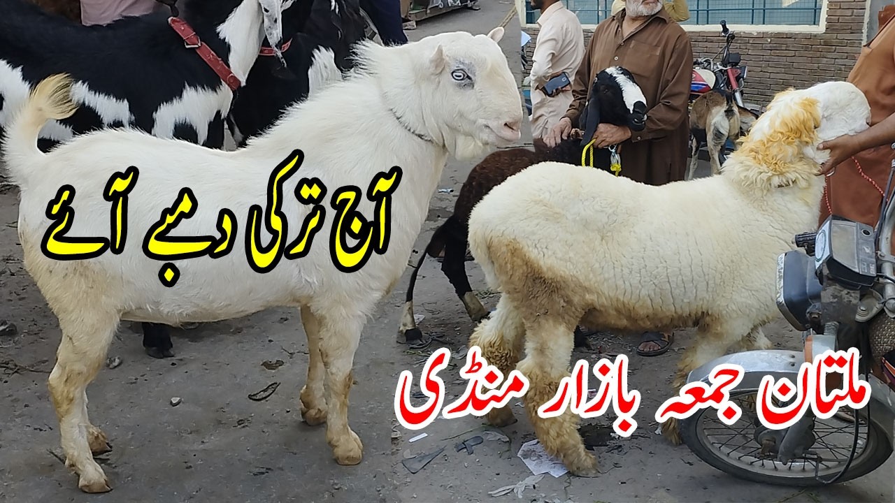 Heavy Dumby in Multan Friday Market | Bakra Mandi Vlog Pakistan