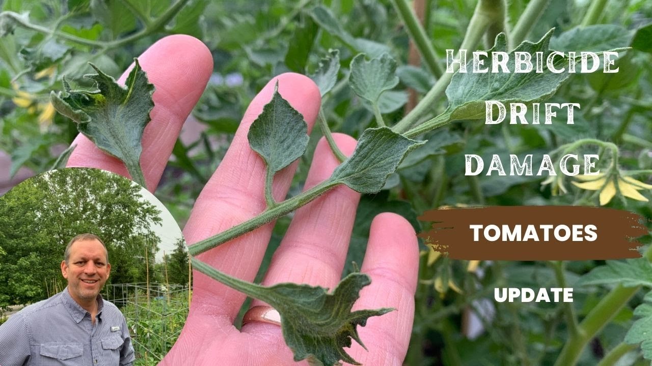 Herbicide Drift Impact Update