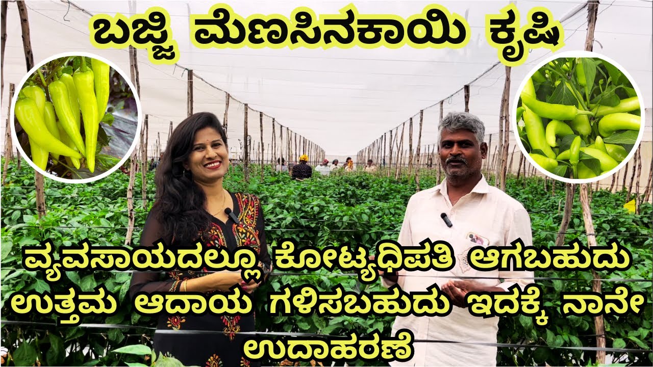 ಈ ಬೆಳೆಯಲ್ಲಿ ನಿರಂತರ ಲಾಭ ಕಂಡಿದ್ದೇನೆ Iಬಜ್ಜಿ ಮೆಣಸಿನಕಾಯಿ ಕೃಷಿI BAJJI CHILLI FARMING IN KANNADA I KOLAR