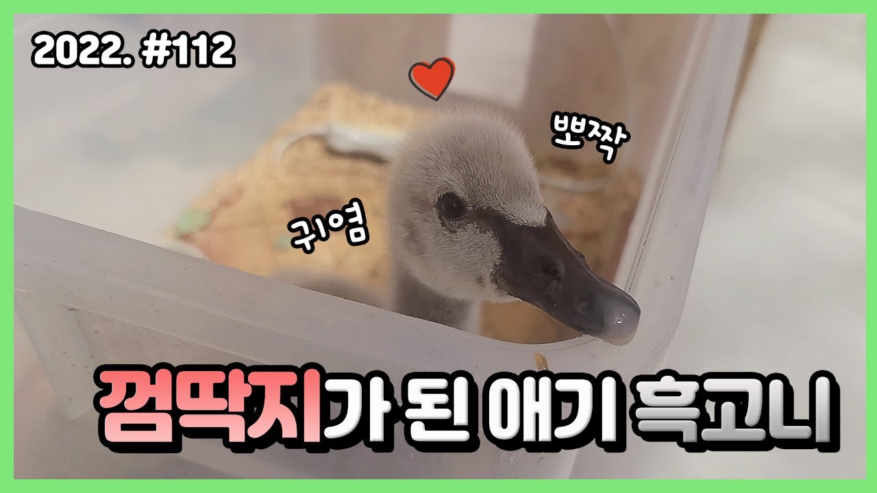 이런 흑고니 보셨나요? 초면에 너무 들이대는데...