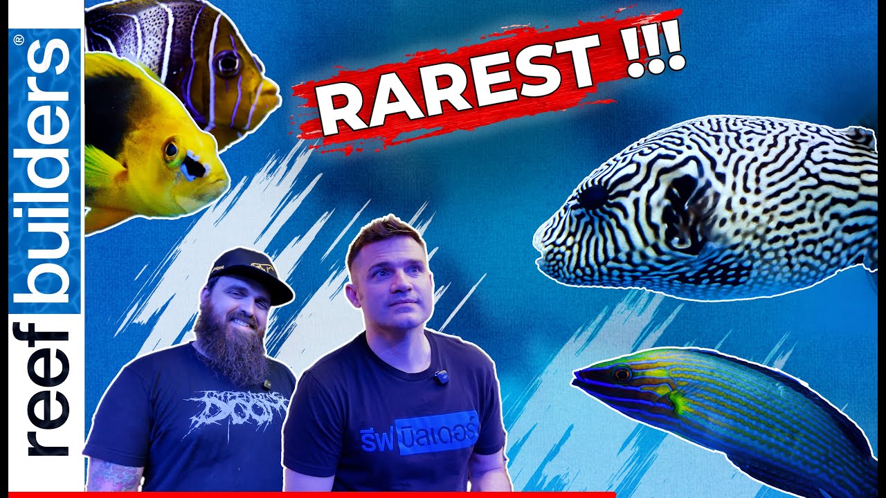 Партия редчайшей рыбы в Vibrant Corals and Fish