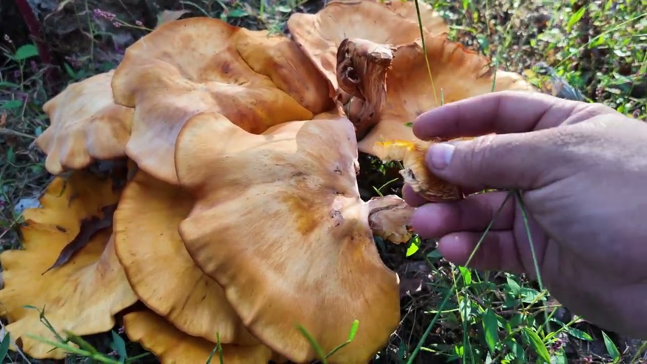 Mushroom Hunting in the Holler