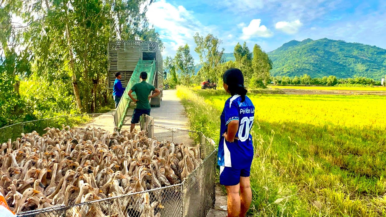 Ducks migrate by truck to find new land: raise wild ducks