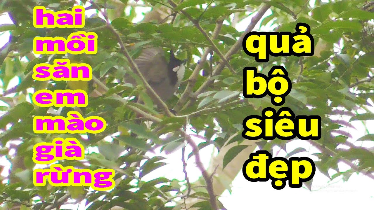 Hai mồi săn em bộ siêu to