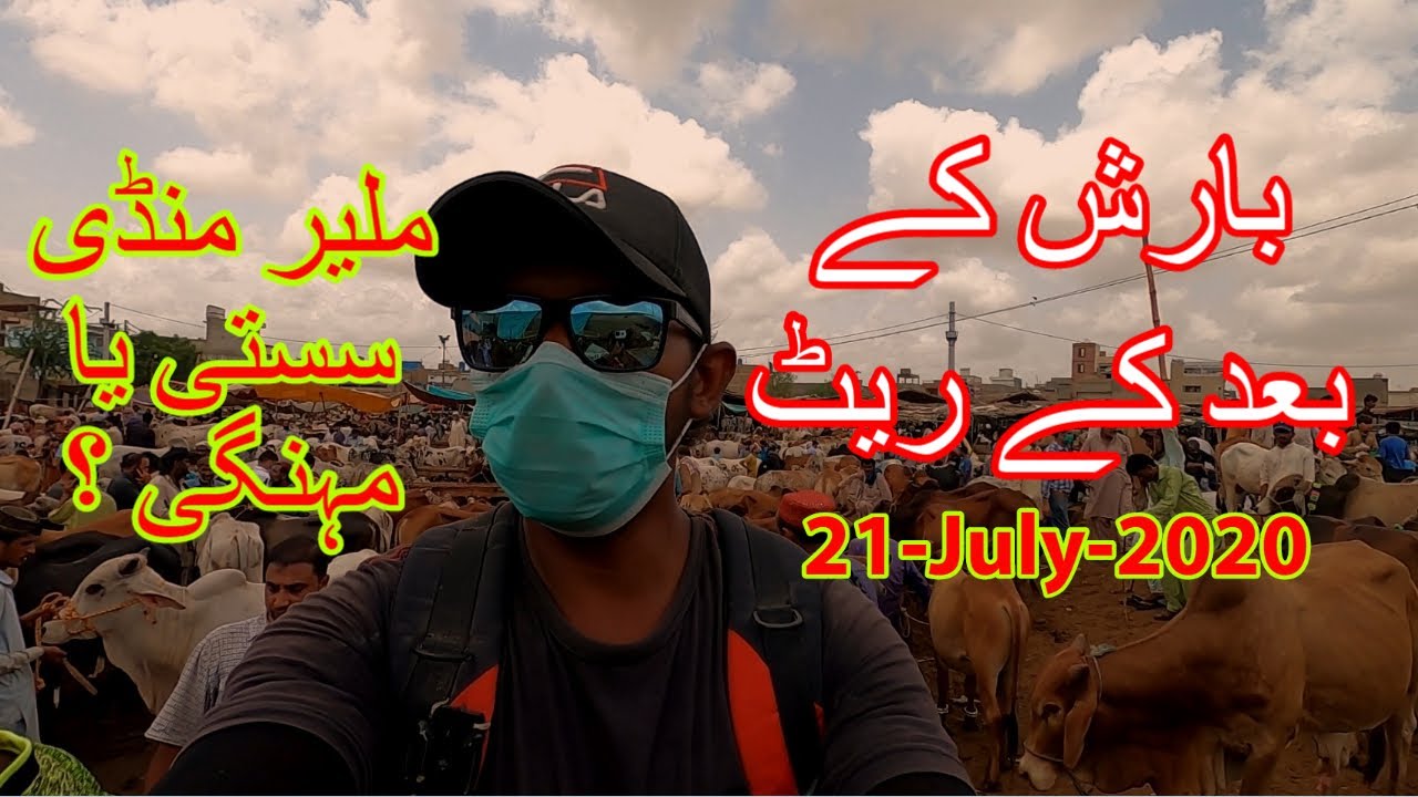 After Rain Malir Mandi Cattle Prices