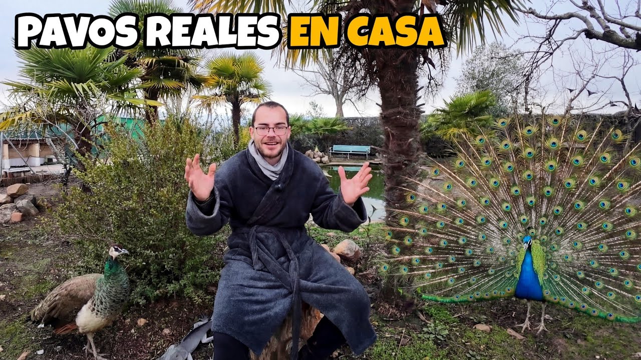 Todo lo que necesitas saber sobre PAVOS REALES 🦚 Comportamiento, cría, alimentación...
