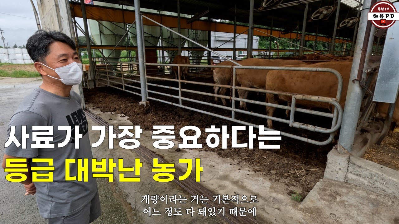 사료 교체 후 출하성적이 개선된 여주 신홍식 농가의 사료 주는 방법