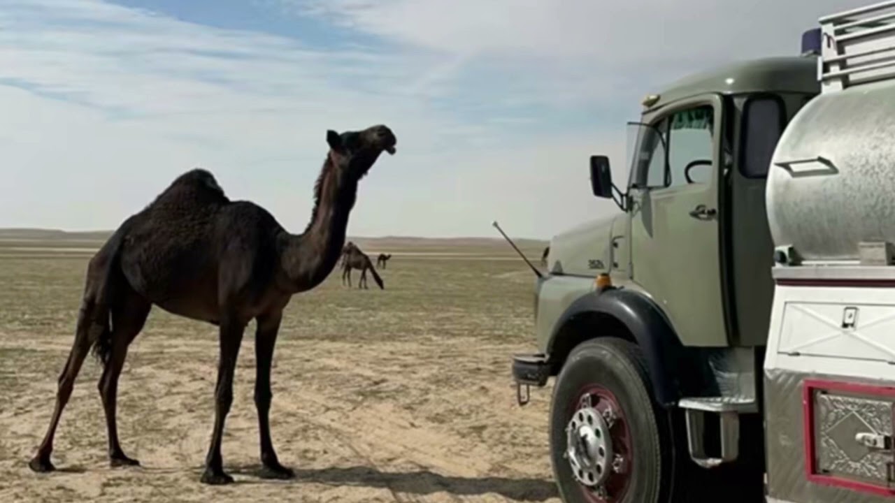 حب له سنين وسنين  .