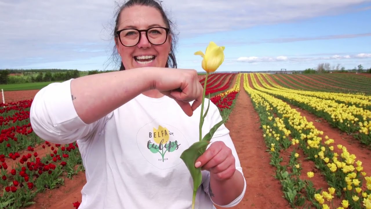 Belfast Tulips and Vanco Farms - PEI Open Farm Day 2024