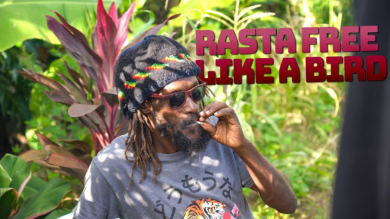 Living Free Like a Bird Jamaican Rasta Culture Ackee and Saltfish
