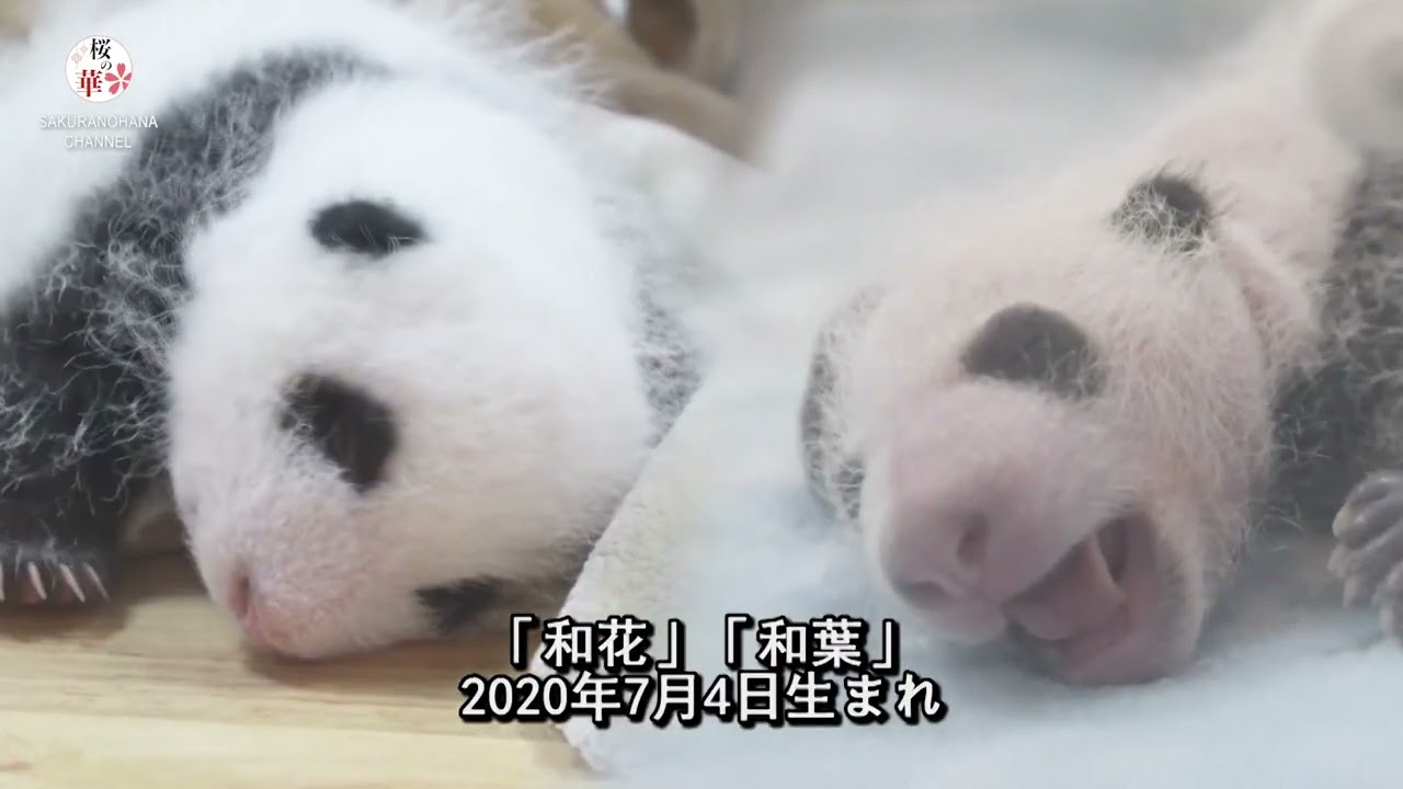 パンダの双子「和花」「和葉」、5歳の誕生日会　四川省成都市
