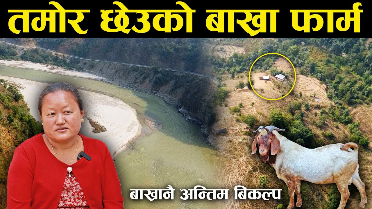 बाख्राको लागी गजब तर मान्छेको लागी कठिन ठाउँमा फार्म संचालन गरेकी ईन्दिरा