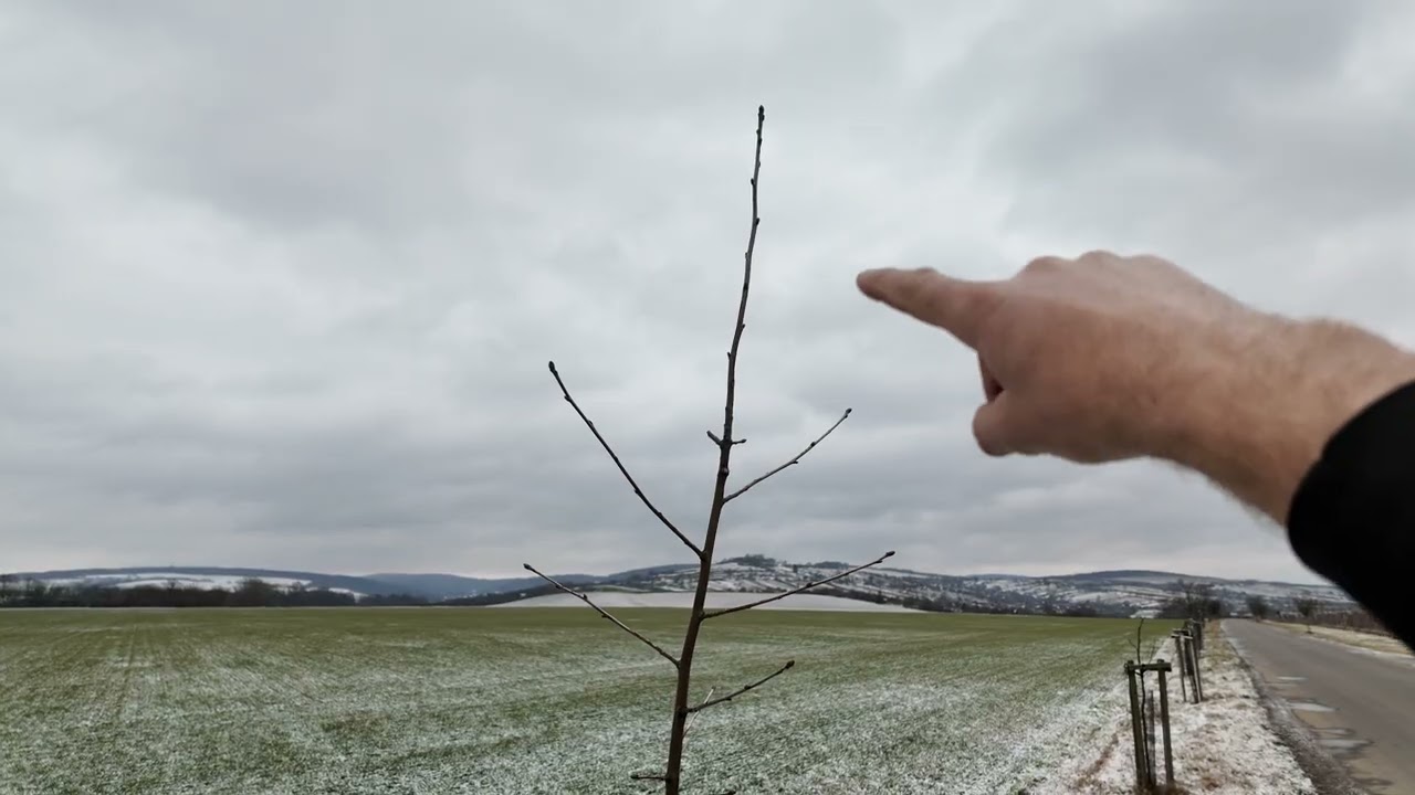 23/26Po řezu je vidět pravda! Proč někde řežu radikálně, jinde jen jemně? Cesta směrem k vinohradům