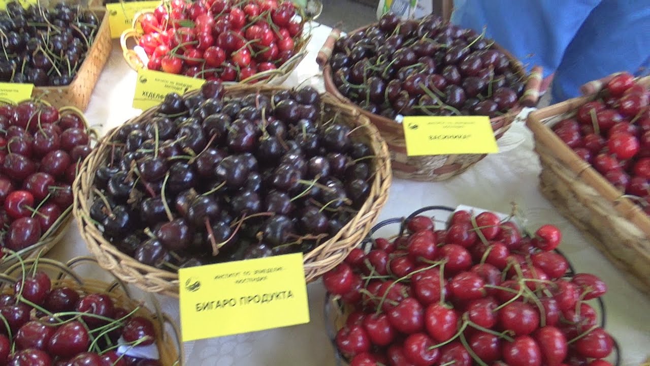Cherry Varieties of Bulgaria