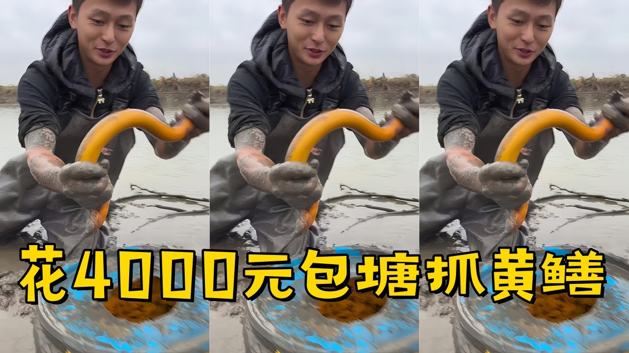 水猴子花4000元包塘抓黄鳝，这次应该要上岸带拐弯了！