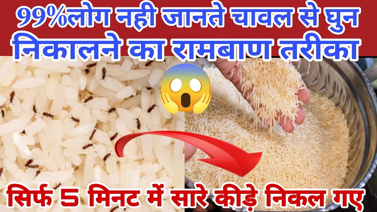 सारे कीड़े भाग जायेंगे, एक बार इस टिप को आजमाकर तो देखो। किचन टिप्स/Kitchen Tips/Rice Hacks