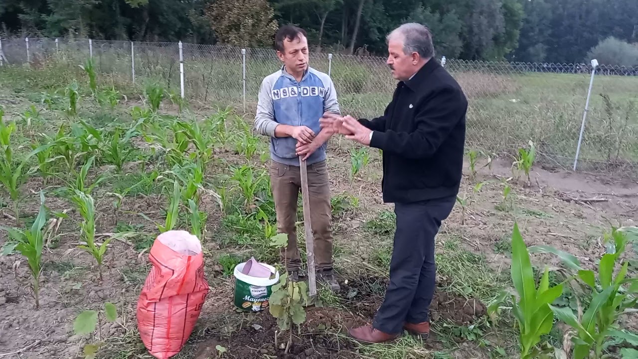 11 Ekim2021Yeni dikilen fındığı daha güçlü ve hızlı nasıl büyütebiliriz Aysa organik 0 543 445 12 55