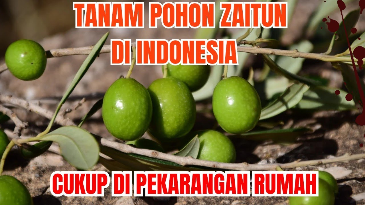 Tanam Pohon Zaitun Di Indonesia