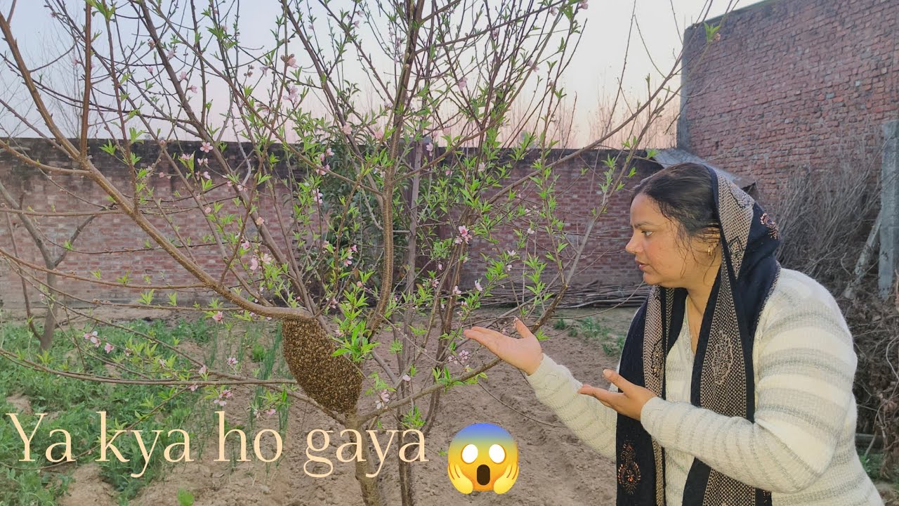 Aaj hamare plot per ye kiya aagaya #viral#trending #new #vlog 