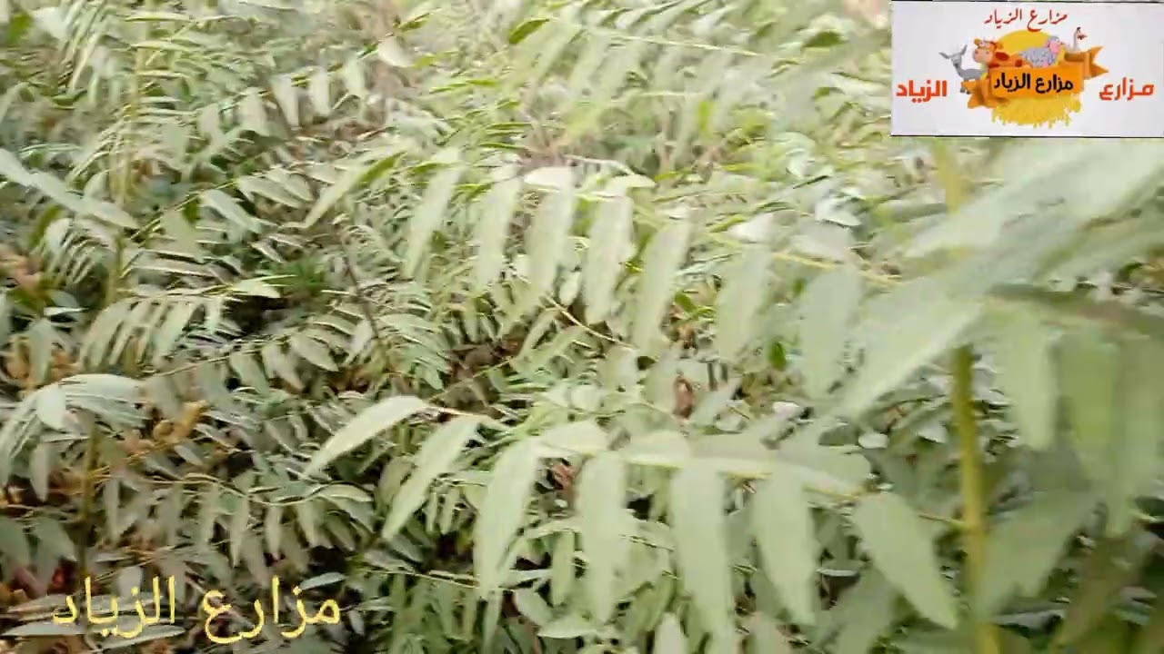 نبتة ﴿ عرق السوس ﴾ الجميلة و المفيدة  ...