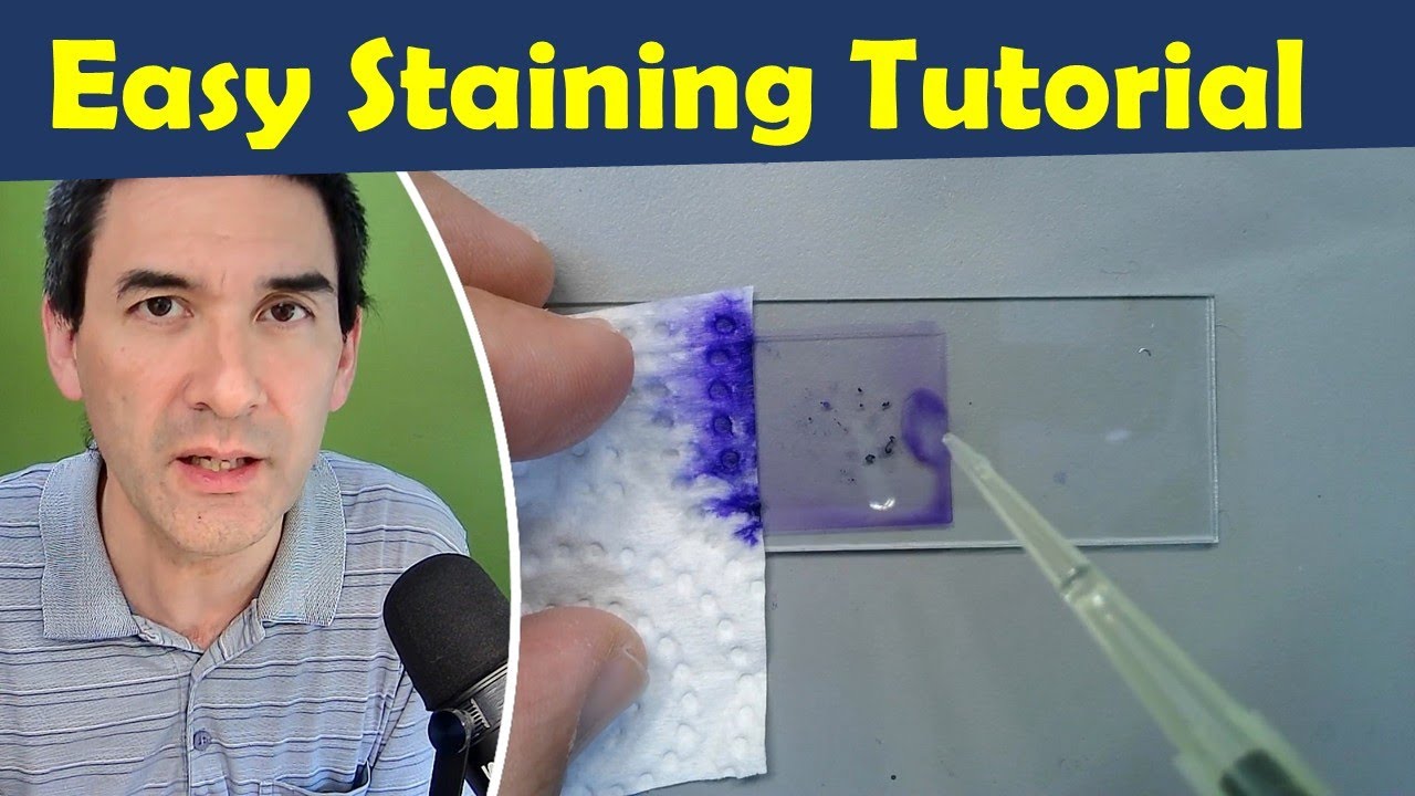 🔬 How to Stain Cells for Microscopy Tutorial