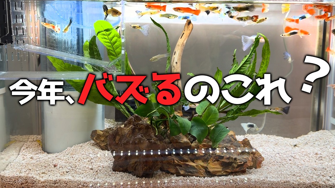 今年バズりそうなペット新商品、正直レベル高かった