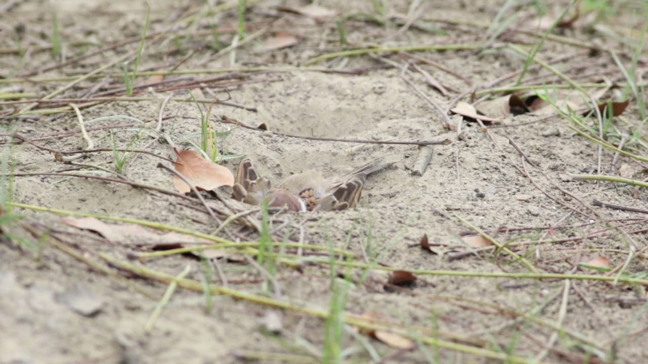 麻雀(Eurasian Tree Sparrow)，洗沙浴。