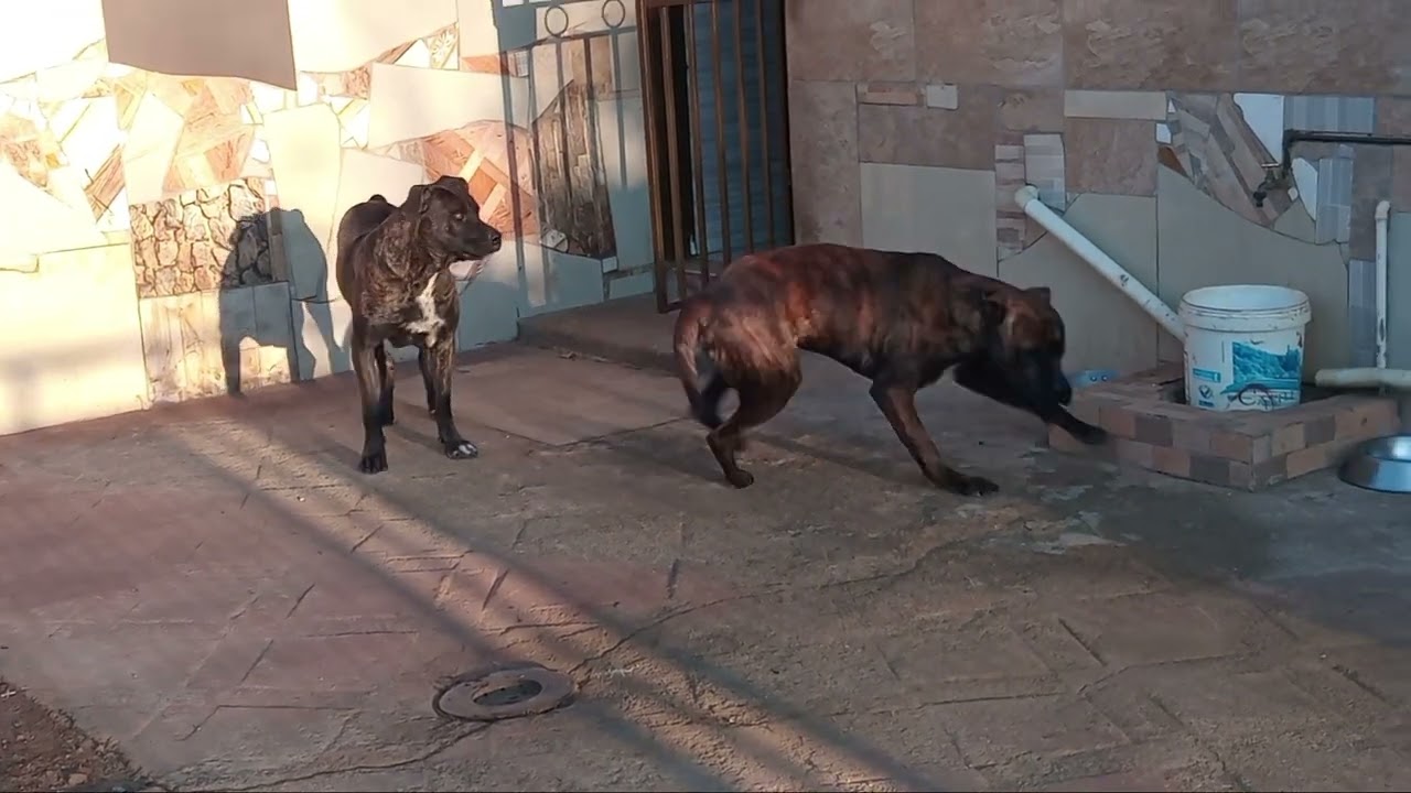 Presa Canario mother and child  rough playing