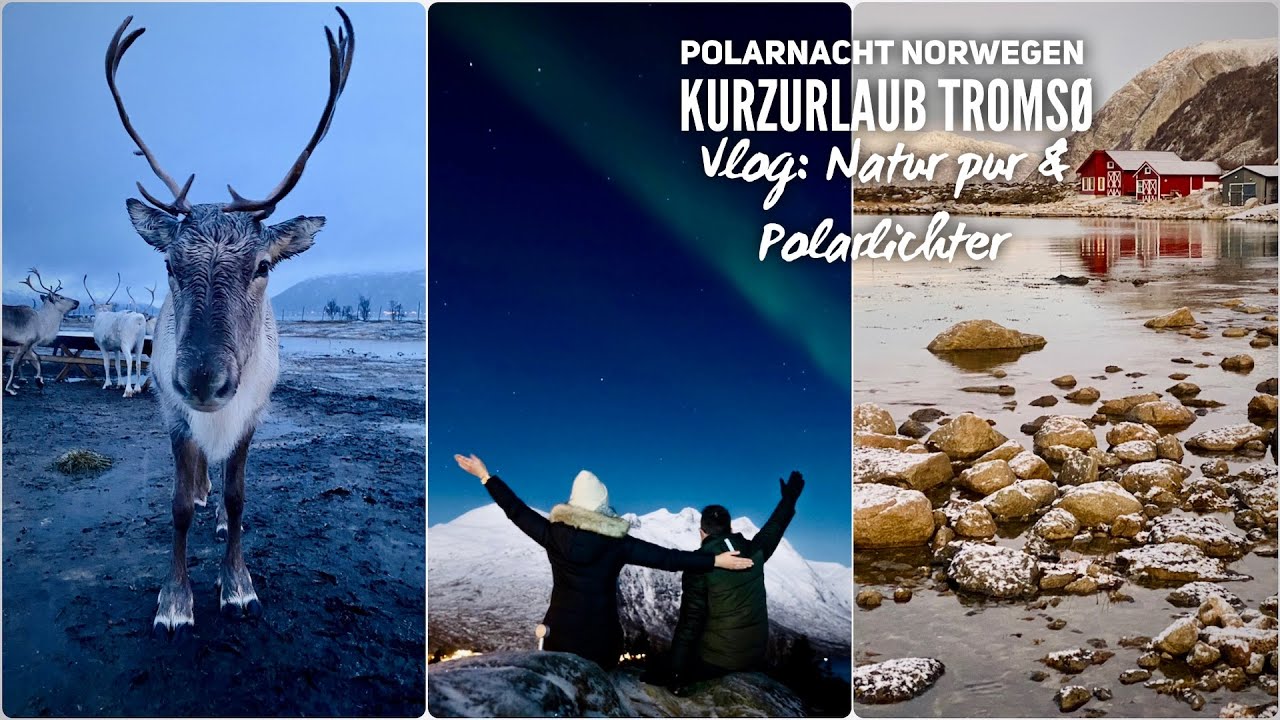 Norwegen Vlog: Rentiere, Polarlichter und Schlittenhunde in Troms&oslash;