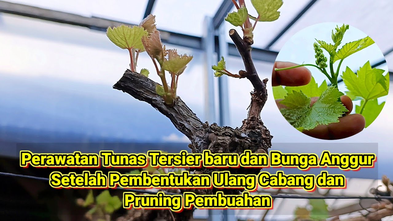 Perawatan Tunas Tersier baru dan Bunga Anggur Setelah Pembentukan Ulang Cabang dan Pruning Pembuahan