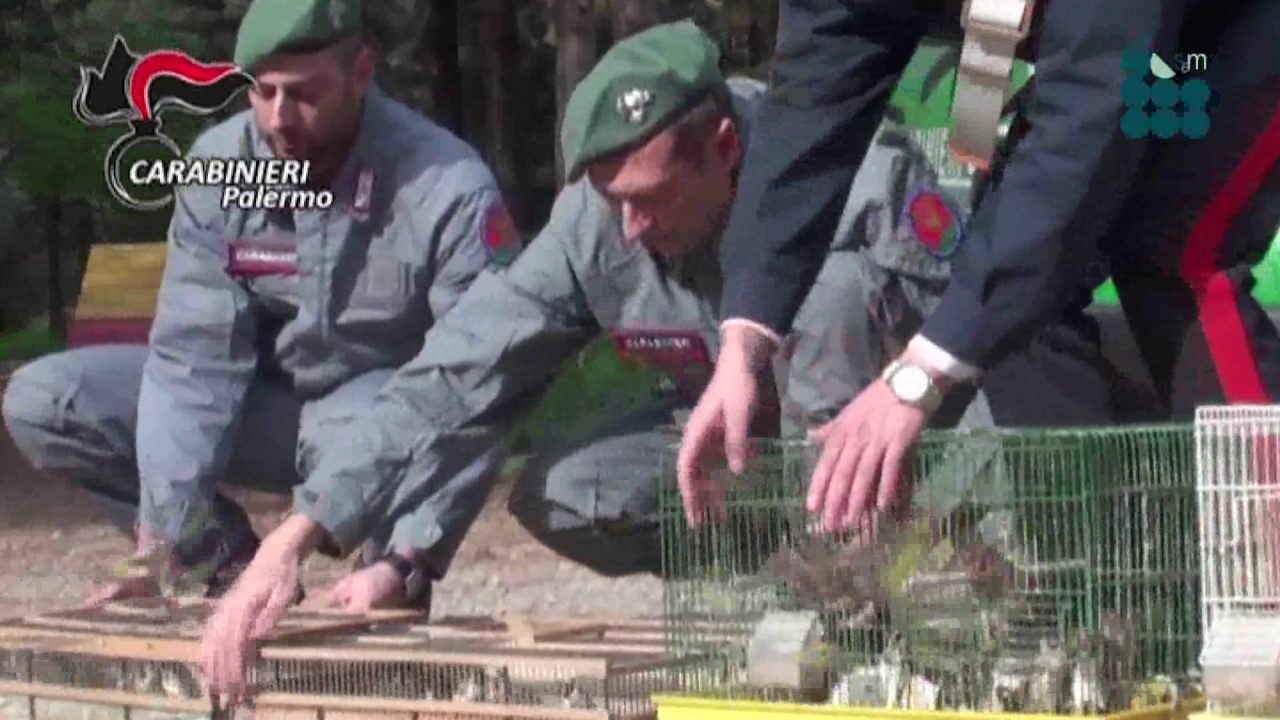 Blitz a Ballarò: liberati 300 cardellini in sofferenza