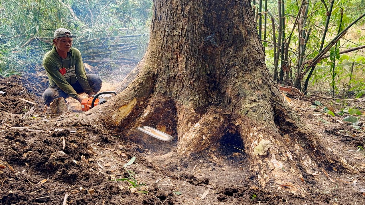 Dramatic... The felling of a large-Tall-Dangerous trembesi tree.