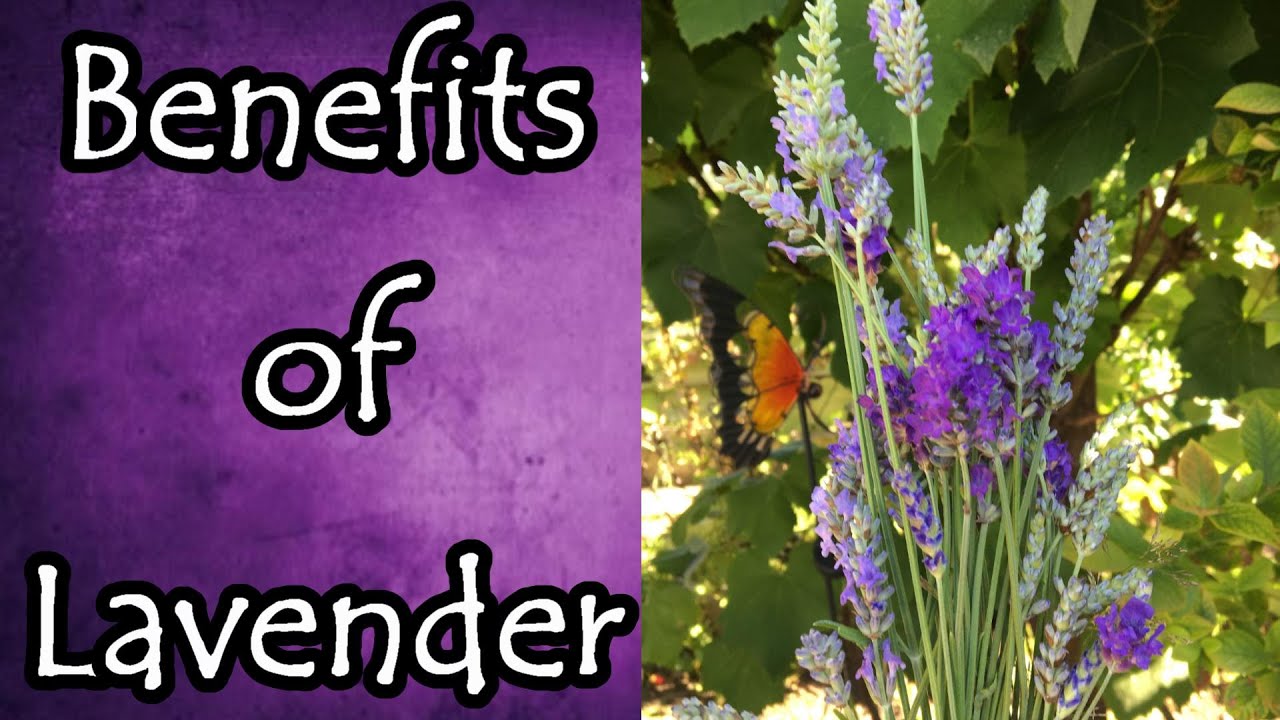 Benefits of Lavender