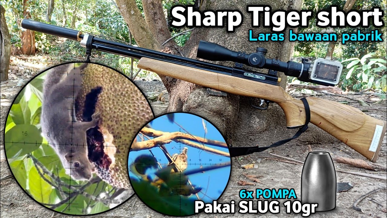 Sharp Tiger berburu bajing pakai slug 10.5gr