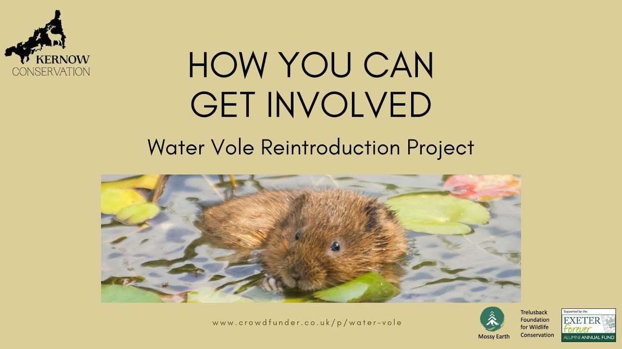 How to get involved - Cornwall Water Vole Reintroduction Project.