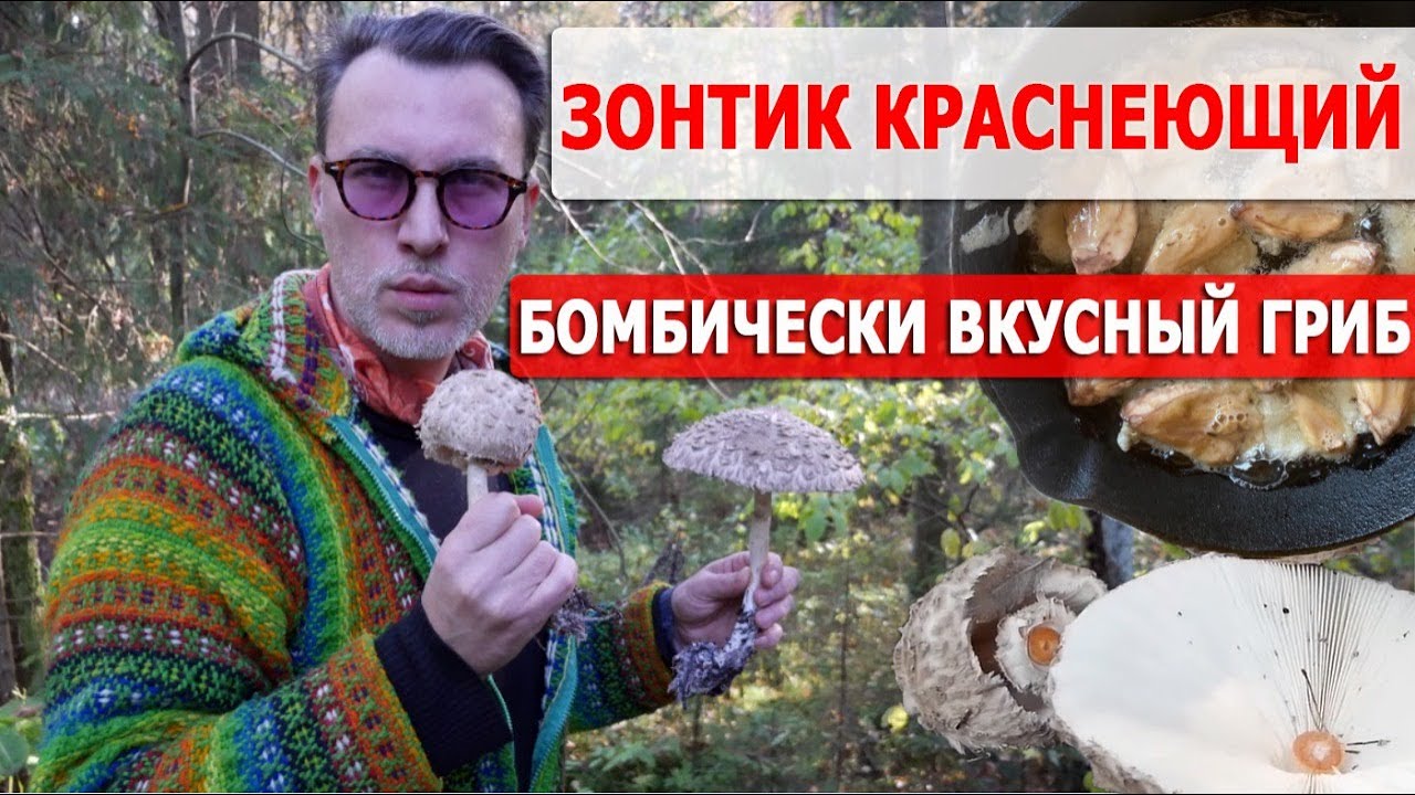 О грибах зонтиках, пёстром, краснеющем, как их отличать, где искать, как готовить.