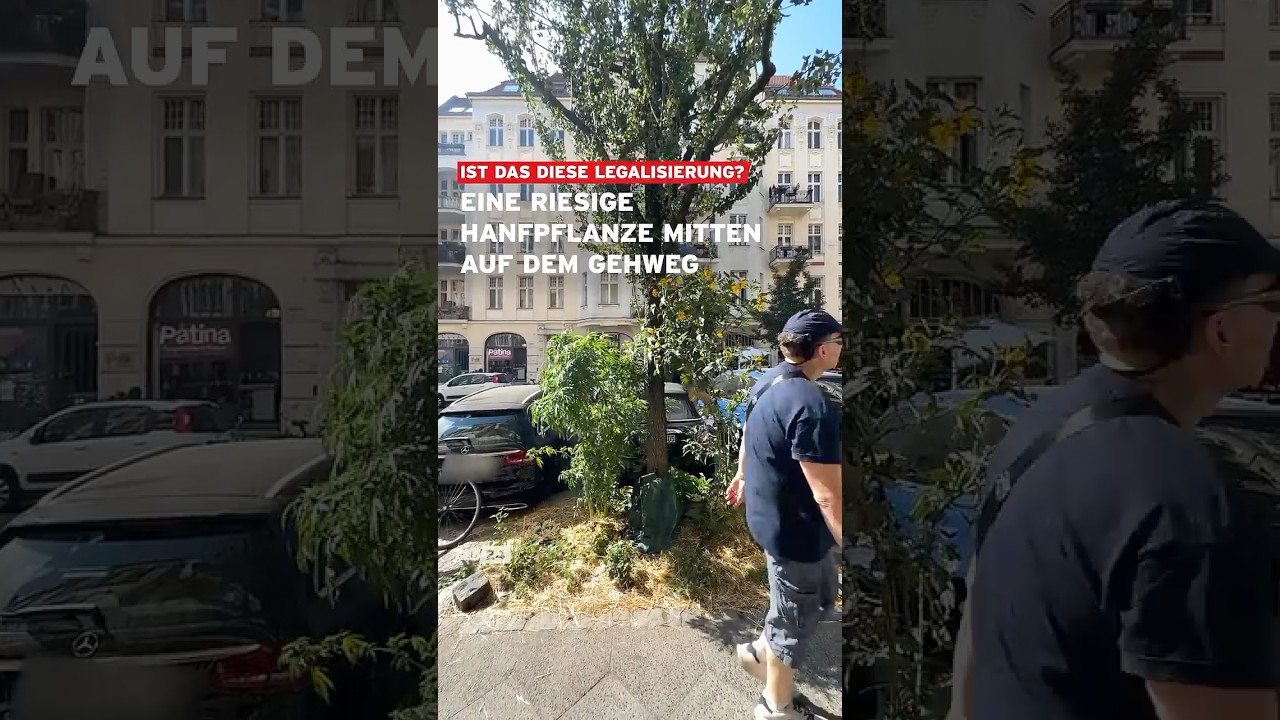 Eine riesige Hanfpflanze mitten auf dem Gehweg in Berlin #shorts #cannabis