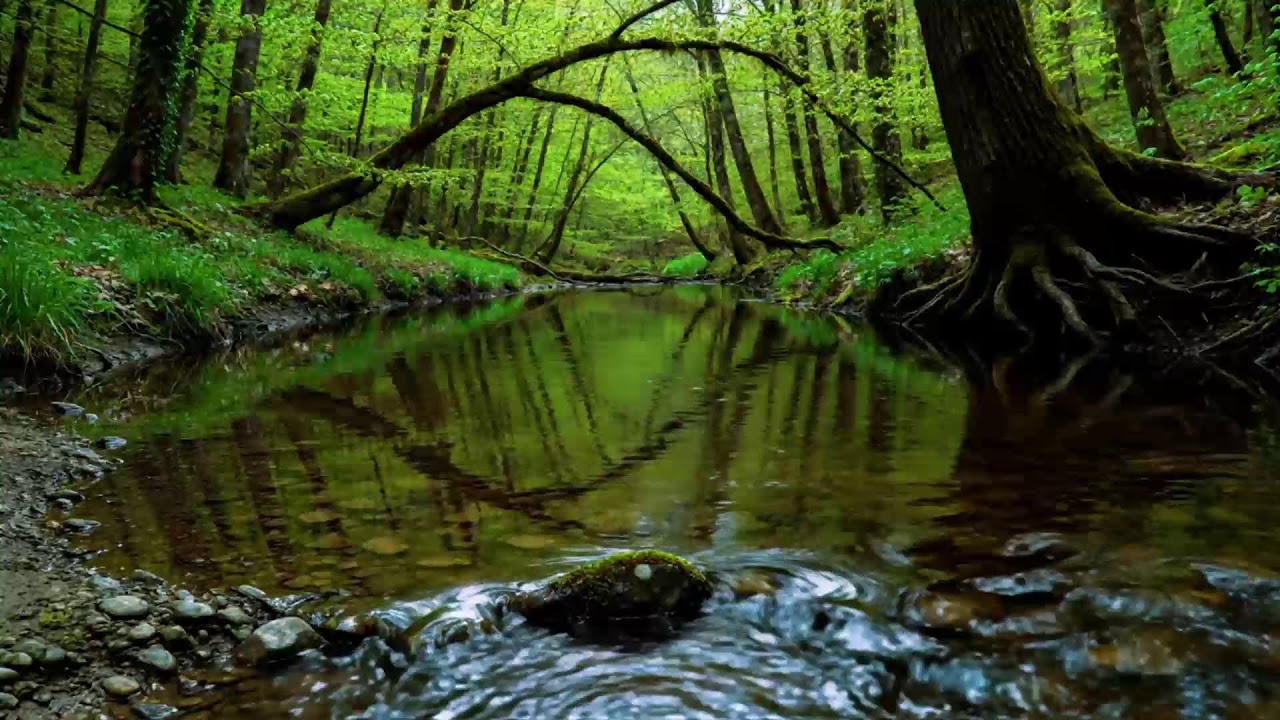 Calming Forest Ambience | River Flowing Birds Chirping in Hidden Forest Ambience for Rest, Medicine