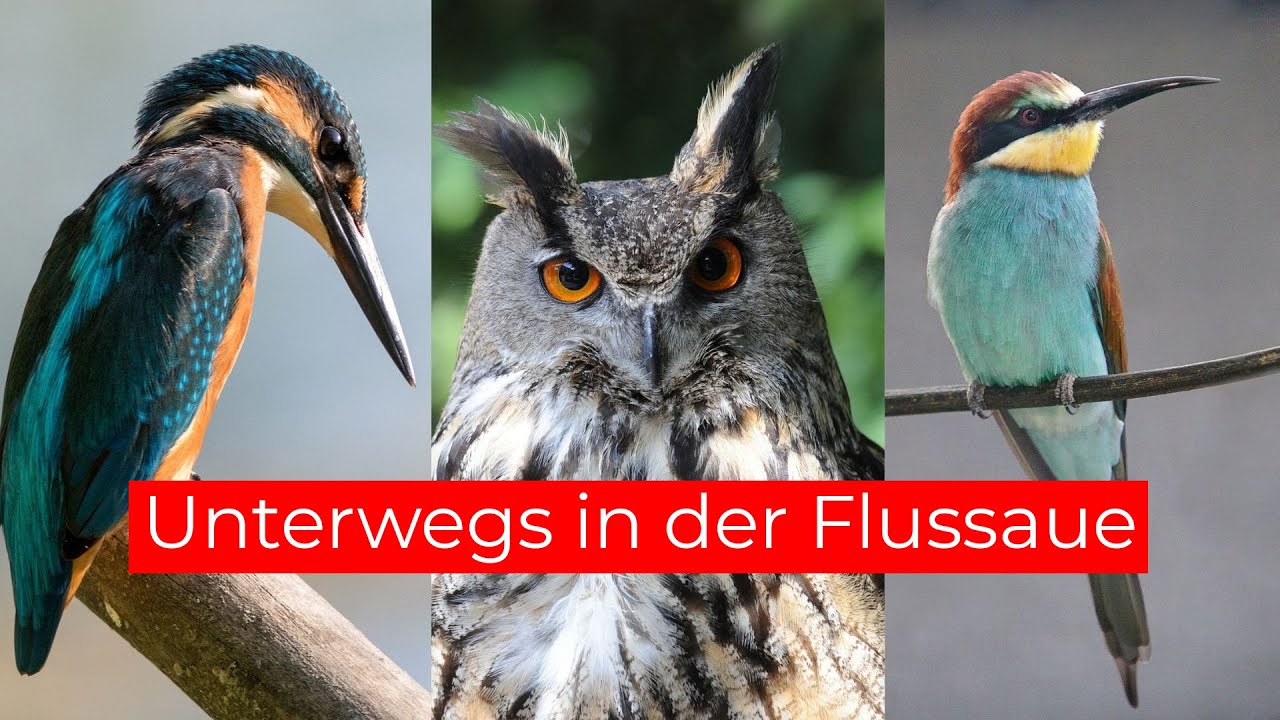 Uhu, Eisvögel und Bienenfresser | Unterwegs in der Flussaue