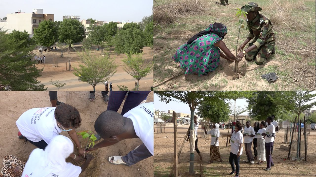 VACANCES VERTES: 100 000 PLANTS ENTERR&Eacute;S ENTRE 2017 ET 2021 AU S&Eacute;N&Eacute;GAL