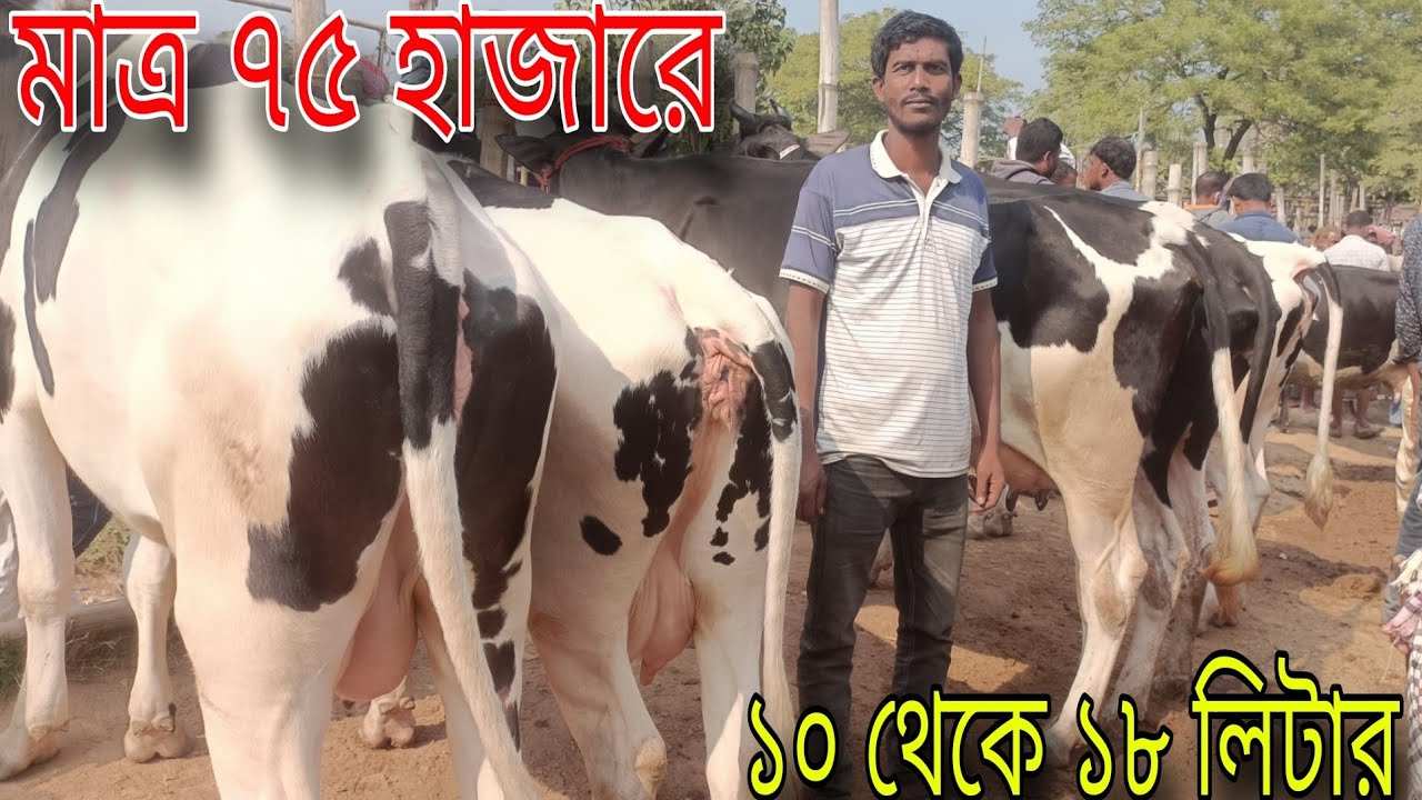 সাঈদ ভাইয়ের অফারের উপর অফার! মাত্র ৭৫ হাজার টাকায় ১০ লিটার ও ১৩৫ হাজারে ১৮ লিটার দুধের গাভী।