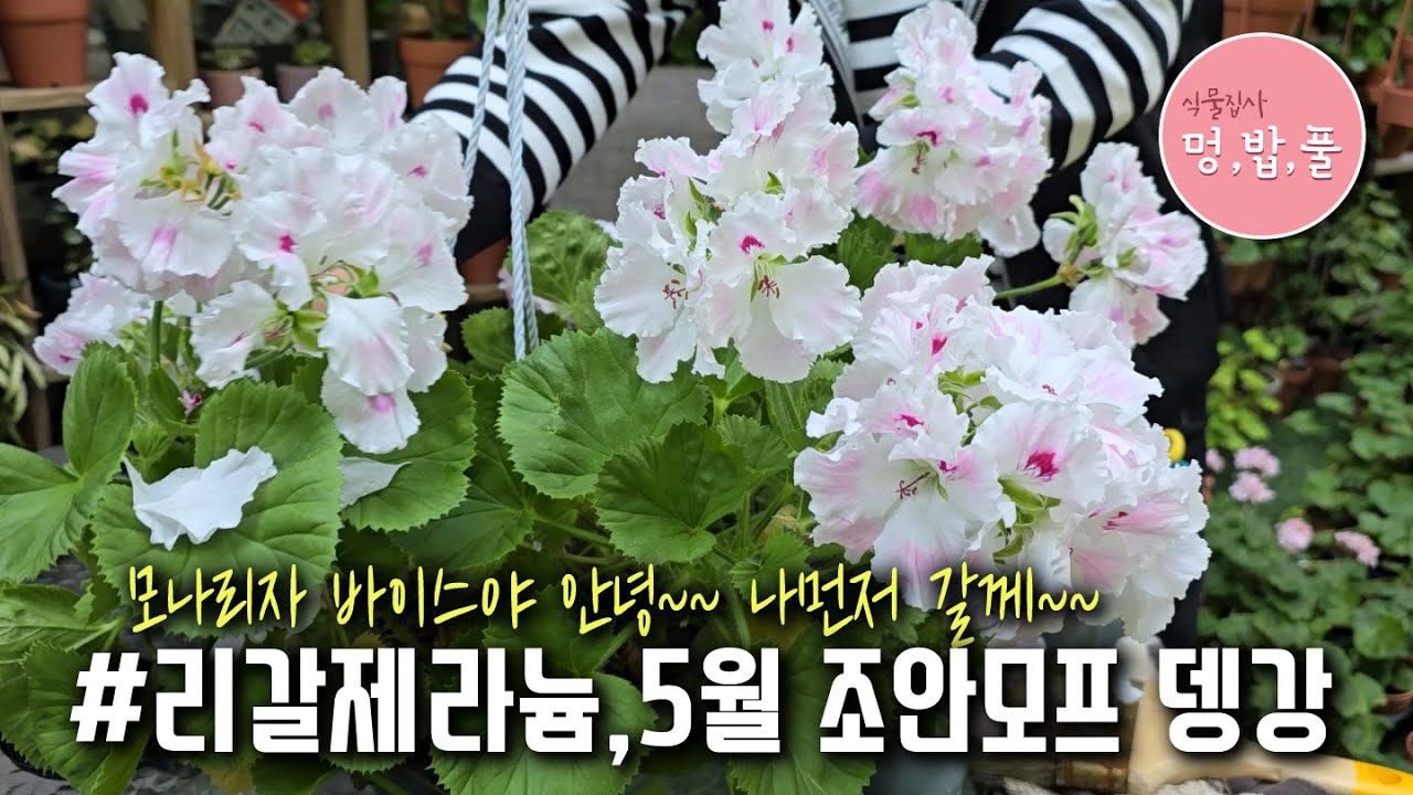 제라늄,5월의 리갈제라늄 조안모프 뎅강 #리갈제라늄예쁘게만들기 #리갈제라늄수형정리 #리갈제라늄가지치기