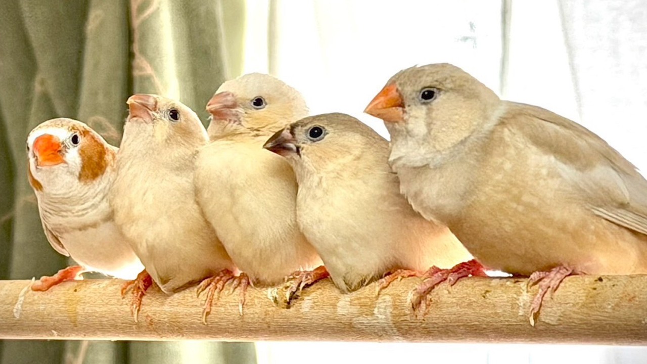 【LIVE】Baby Zebra Finch & Big Cockatiel Friend! 🐥🤍ケージ内を冒険中！オカメ先輩の元気な日常　🐥 自然音　鳥の鳴き声　作業用BGM　3月6日