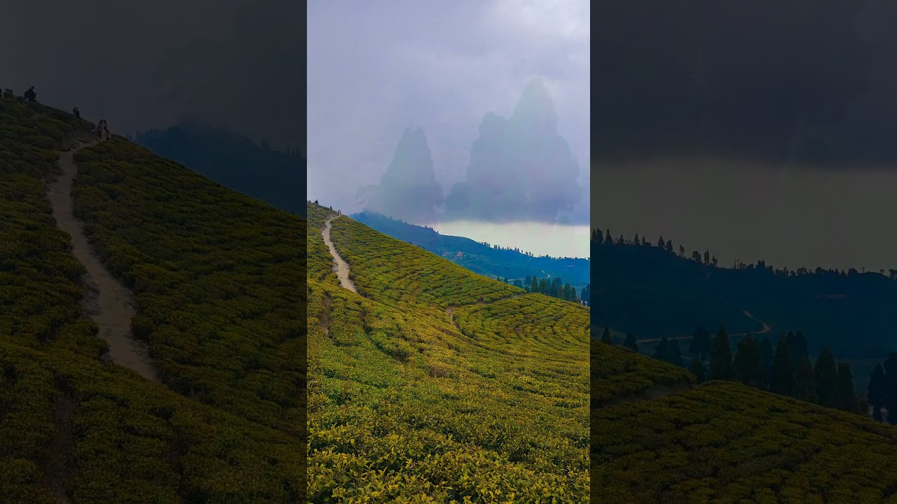 Tea Garden Nepal🇳🇵🌿🌱#shortsfeed #travel #nepaltravel #nature #nepaltour #shorts #shortvideo #viral