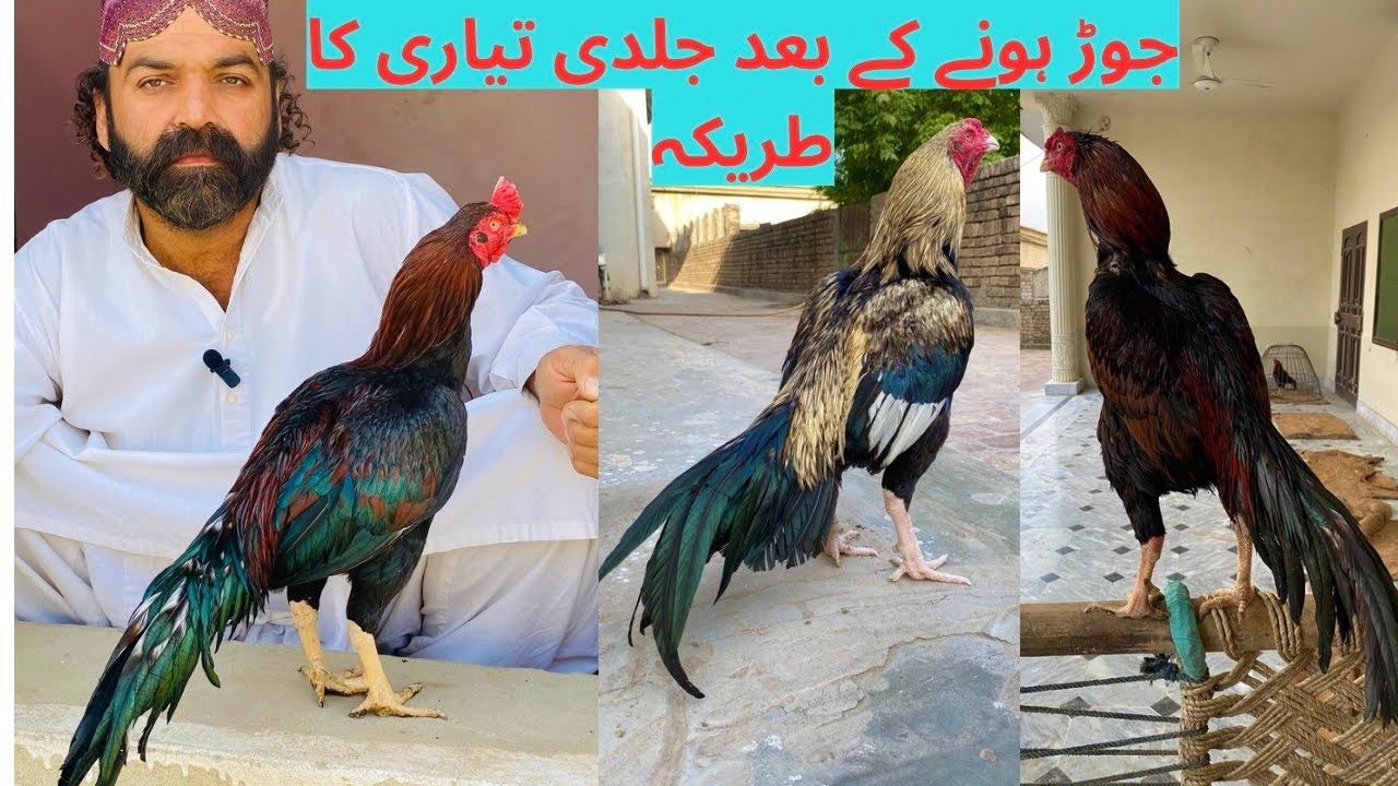 بند گدی اور میانوالی والے مرغوں کی تیاری پارٹ 1